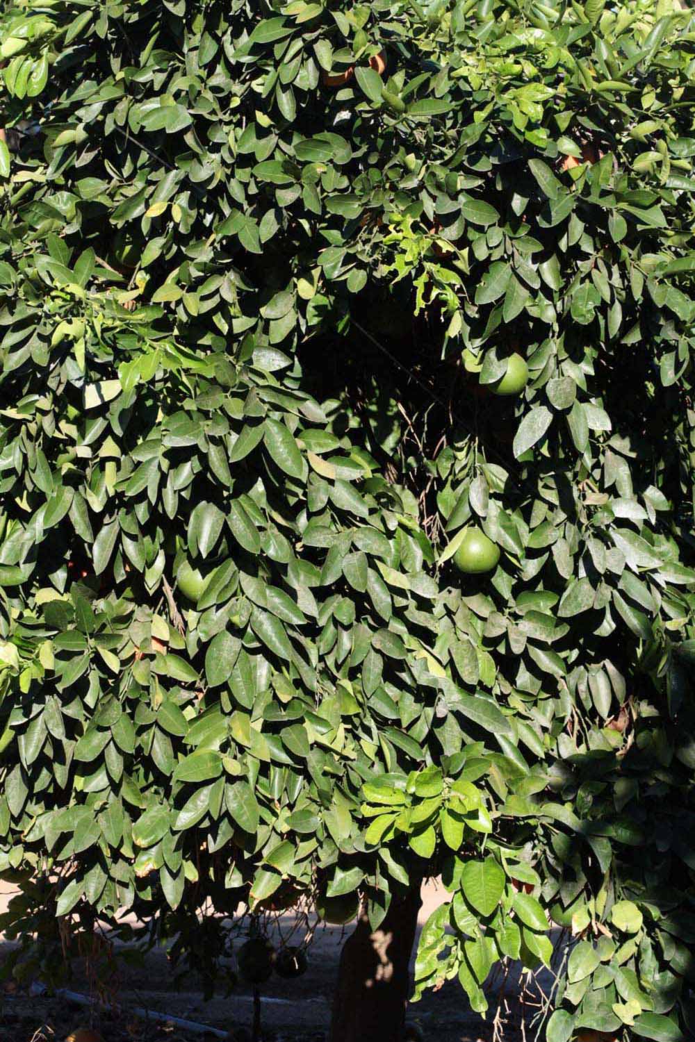            Habit (Riverside, CA)   